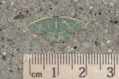 Chlorochlamys appellaria