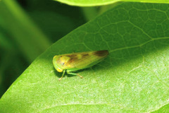 Populicerus nitidissimus
