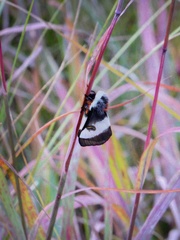 Hemileuca nevadensis