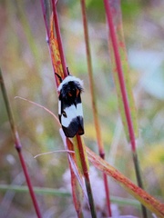 Hemileuca nevadensis