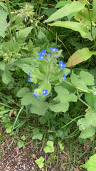 Pentaglottis sempervirens