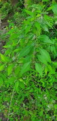 Forestiera acuminata