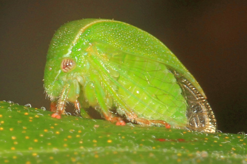 Three-cornered Alfalfa Hopper photo 4