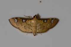 Cotachena hicana