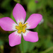 Marsh Pink - Photo (c) Mary Keim, some rights reserved (CC BY-NC-SA)