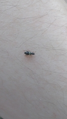 Polydrusus viridicinctus