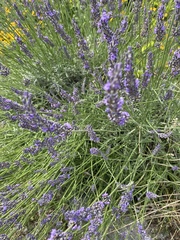 Lavandula