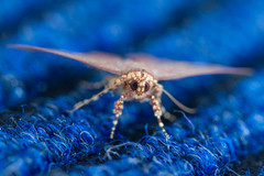 Lopharthrum comprimens