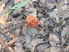 Cortinarius kula