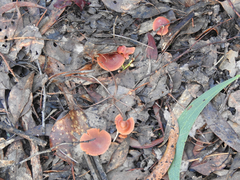 Cortinarius kula
