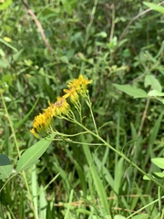 Solidago nitida