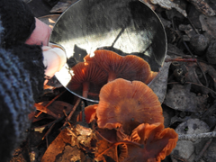 Cortinarius kula