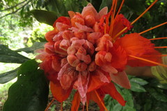 Brownea ariza