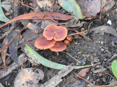 Cortinarius kula