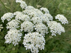 Heracleum