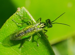 Rhogogaster chlorosoma