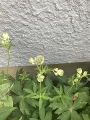 Astrantia