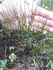 Oreojuncus trifidus