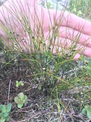 Oreojuncus trifidus