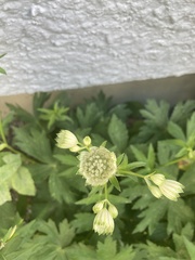 Astrantia