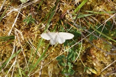 Scopula ternata
