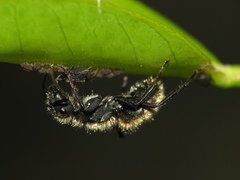Camponotus mus