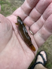 Etheostoma vulneratum