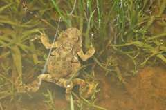 Cacosternum capense