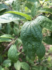 Lonicera maackii
