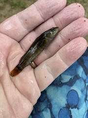 Etheostoma vulneratum
