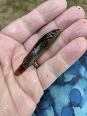 Etheostoma vulneratum