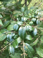 Lonicera maackii