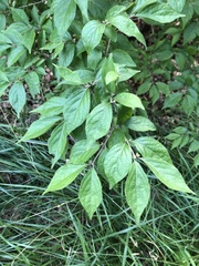 Lonicera maackii
