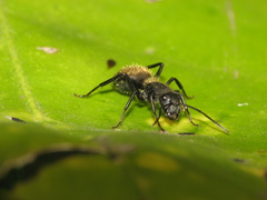 Camponotus mus