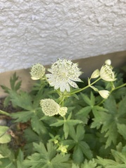 Astrantia