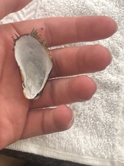 Modiolus capax