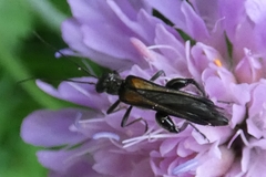 Oedemera pthysica