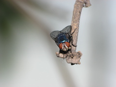 Lucilia eximia
