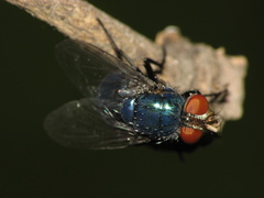 Lucilia eximia