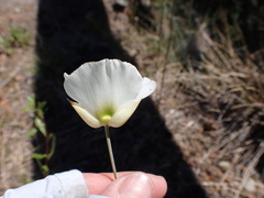 Calochortus howellii