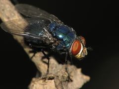 Lucilia eximia
