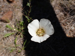 Calochortus howellii