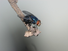 Lucilia eximia