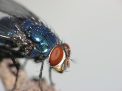Lucilia eximia