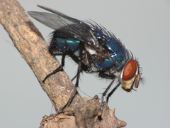 Lucilia eximia