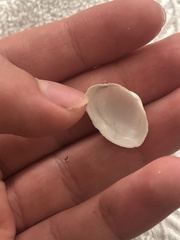 Cryptomya californica