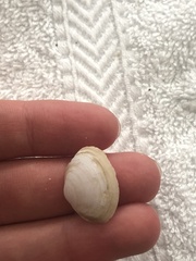 Cryptomya californica