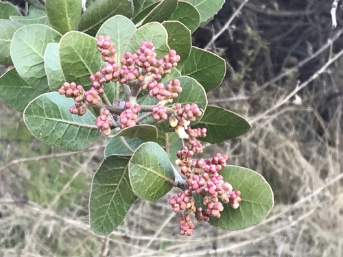 Rhus integrifolia