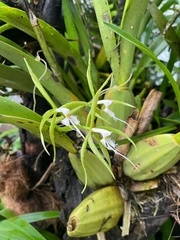 Image of Epidendrum ciliare