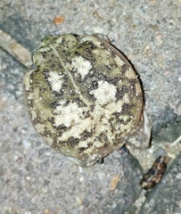 Breviceps